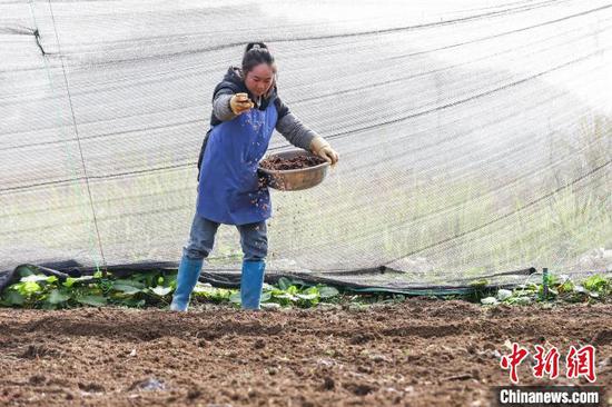 图为一位工作人员在播种羊肚菌。　中新网记者 瞿宏伦 摄