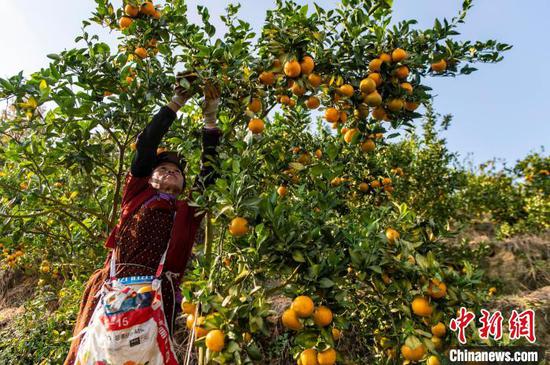 村民在贵州省从江县丙妹镇大塘村南瓦柑橘园采摘贡柑。吴德军 摄
