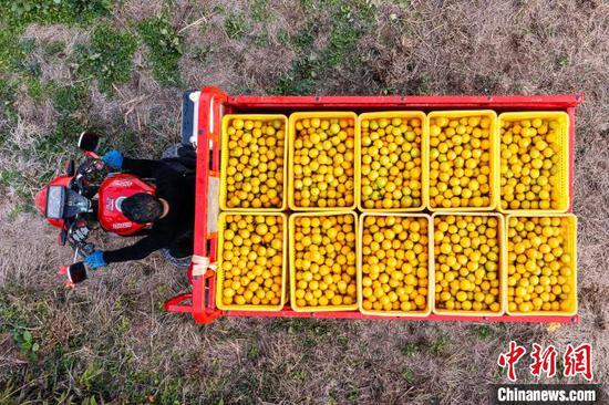 村民在贵州省从江县丙妹镇大塘村南瓦柑橘园装运刚采摘的贡柑(无人机照片)。吴德军 摄