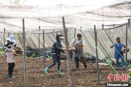 图为四位工作人员在播种羊肚菌。　中新网记者 瞿宏伦 摄