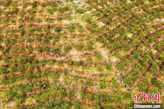 村民在贵州省从江县丙妹镇大塘村南瓦柑橘园采摘贡柑(无人机照片)。吴德军 摄