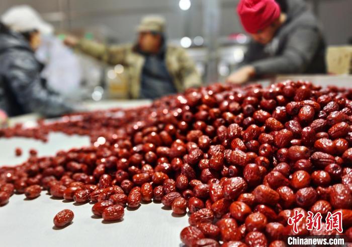 第三师图木舒克市33.96万亩红枣采收接近尾声，各红枣加工厂正开足马力进行加工和包装。史玉江 摄