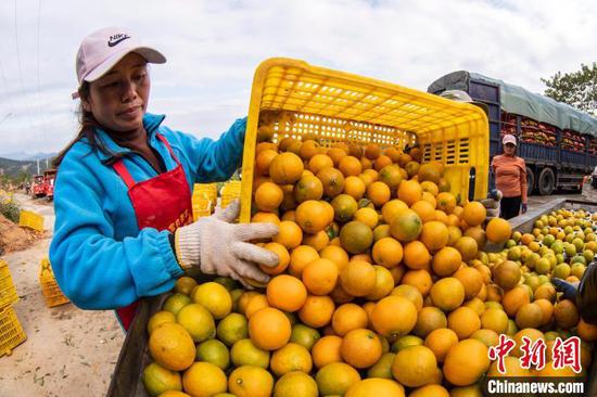 村民在贵州省从江县丙妹镇大塘村南瓦柑橘园分拣刚采摘的贡柑。吴德军 摄
