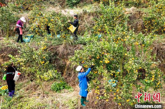 村民在贵州省从江县丙妹镇大塘村南瓦柑橘园采摘贡柑。吴德军 摄
