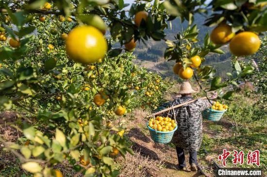 村民在贵州从江县丙妹镇大塘村南瓦柑橘园挑运刚采摘的贡柑。吴德军 摄