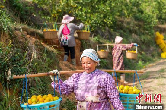 村民在贵州省从江县丙妹镇大塘村南瓦柑橘园挑运刚采摘的贡柑。吴德军 摄
