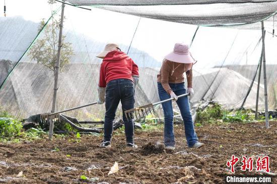 图为两位工作人员在清理待播种的田地。　中新网记者 瞿宏伦 摄