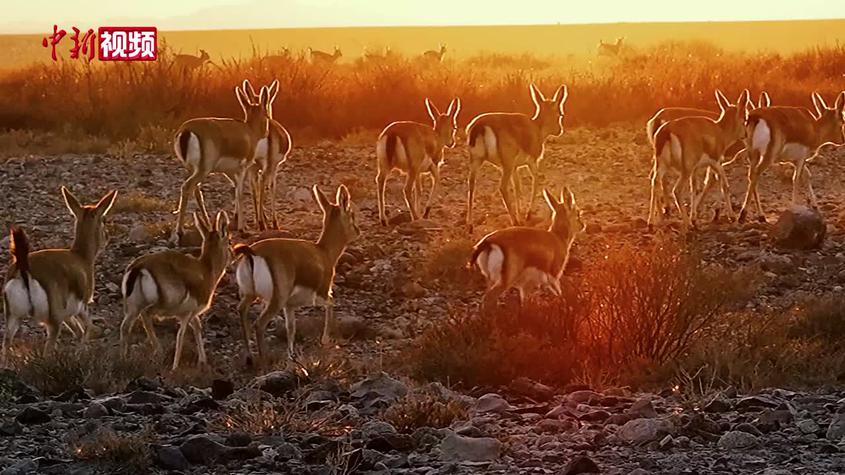 新疆：鵝喉羚漫步夕陽余暉悠閑覓食