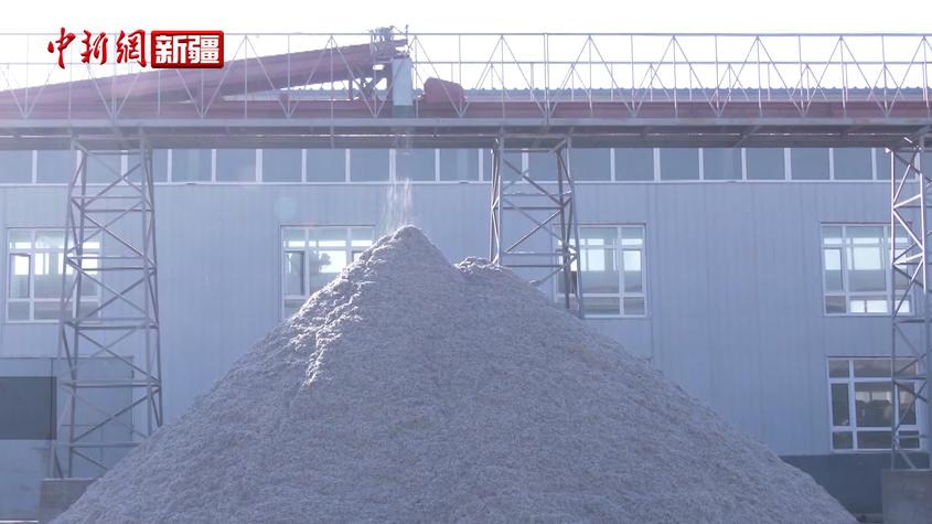 新疆阿克苏：棉种加工工作全面启动