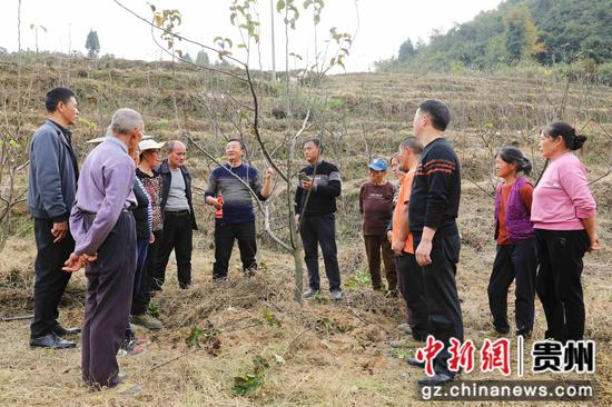 农技人员开展梨树剪枝技术培训指导。王婵娟 摄