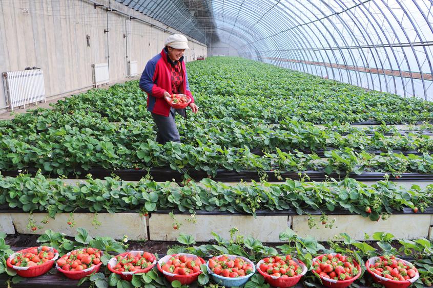 二十九团：大棚草莓冬日“红” 农户增收乐开颜