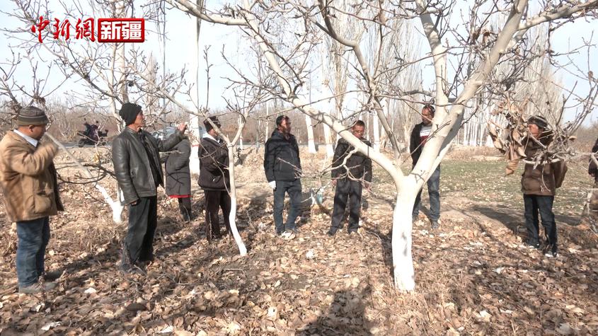 新疆沙雅：冬日果園技術員果樹管理助增收