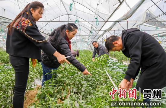 贵州省农科院辣椒团队在罗甸县龙坪镇罗化村现场测产辣椒