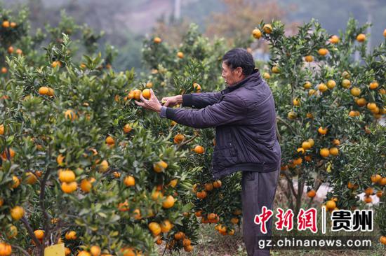 12月10日，果农在小水乡椪柑种植基地采摘椪柑。 瞿宏伦 摄