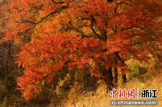 龙川岭红枫古道美景。 文成县文化和广电旅游体育局 供图