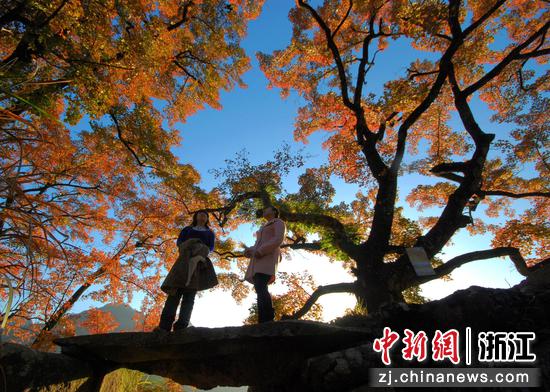 游客在文成龙川岭欣赏红枫美景。 雷忠义 摄