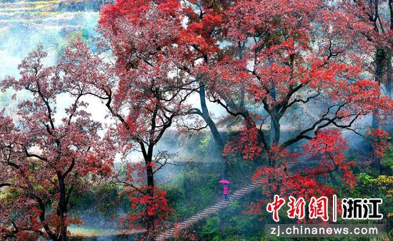 文成岩庵岭的红枫美景。 潘冬霖 摄