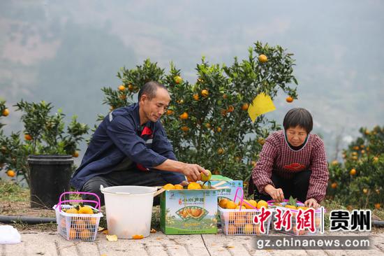 12月10日，两位果农在小水乡椪柑种植基地将采摘的椪柑装箱。 瞿宏伦 摄