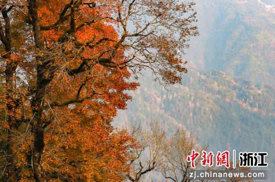 文成大会岭的红枫美景。 林江 摄
