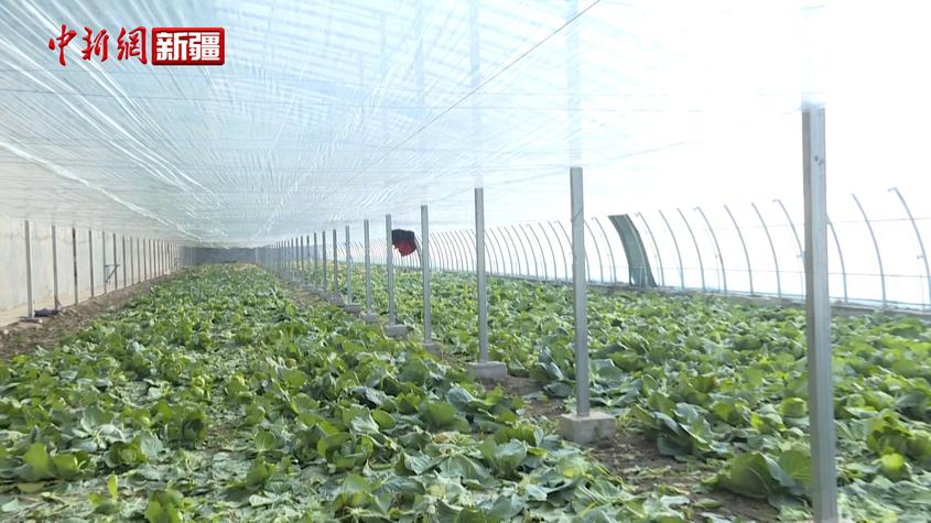 新疆阿克苏：大棚蔬菜种出小康致富路