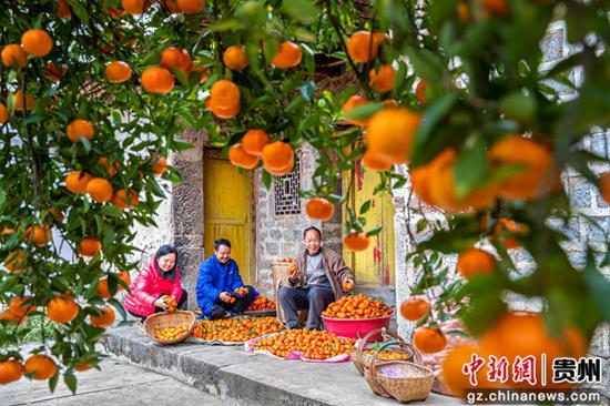 12月12日，贵州省黔西市素朴镇索风村橘子种植基地，村民分拣刚采摘的橘子。