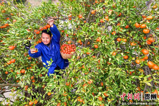 12月12日，贵州省黔西市素朴镇索风村橘子种植基地，村民采摘橘子销售（无人机照片）。