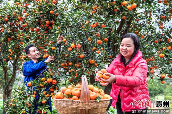 12月12日，贵州省黔西市素朴镇索风村橘子种植基地，村民采摘橘子销售（无人机照片）。