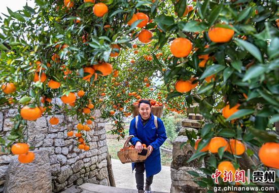 12月12日，贵州省黔西市素朴镇索风村橘子种植基地，村民背运刚采摘的橘子。