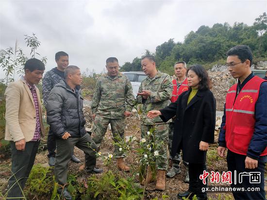 河池军分区调研组到大丈村可显屯油茶基地现场查看油茶长势。