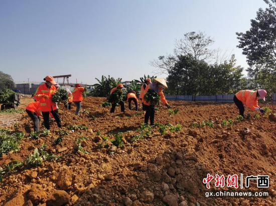 工人在恢复可耕种标准的土地上种植红薯苗等农作物。马祥之 摄