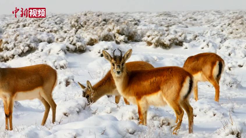 新疆：“雪中精靈”鵝喉羚漫步雪地