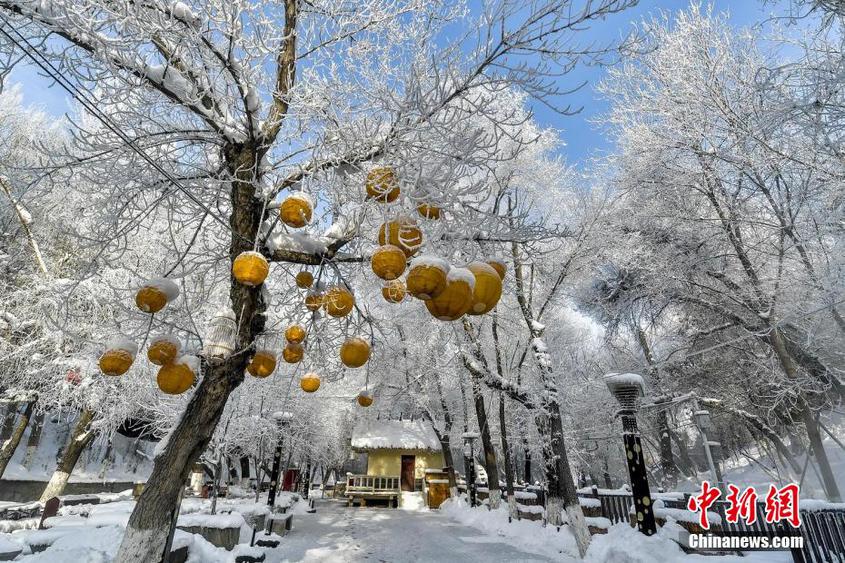 新疆乌鲁木齐：雪后气温骤降 公园现雾凇美景
