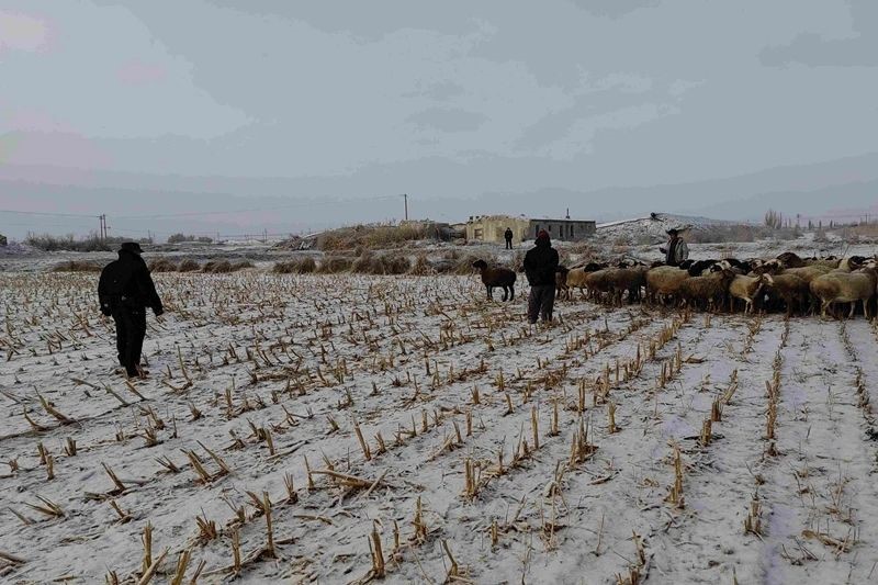 新疆焉耆：民警及时找回丢失羊群 为群众挽损近10万余元