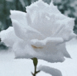 手把手教學！用新疆粉雪做一朵雪玫瑰吧