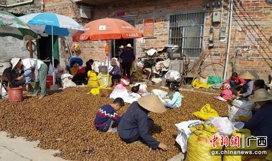 农户油茶大丰收 农户油茶大丰收