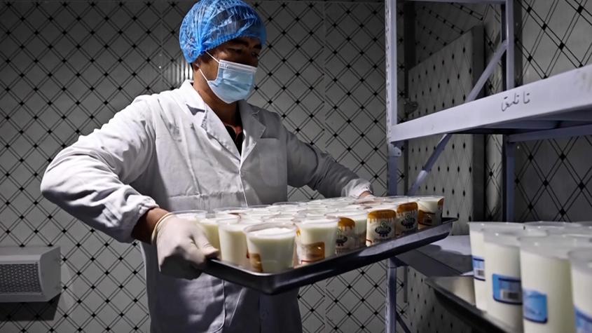 新疆烏什縣：推進奶業發展?助力鄉村振興