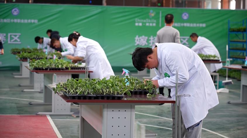 新疆自治區職業院校技能大賽植物嫁接賽項在阿舉辦