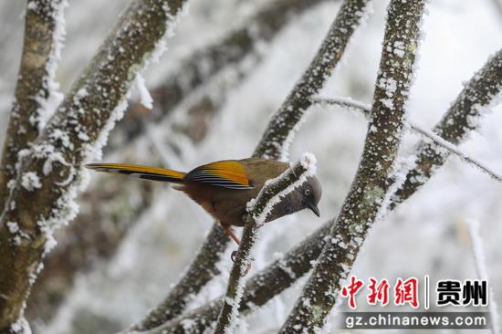 2023年12月20日，在世界自然遗产地梵净山景区拍摄的小鸟。李鹤摄