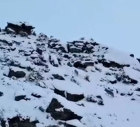 11只狼在新疆“組團”巡山！