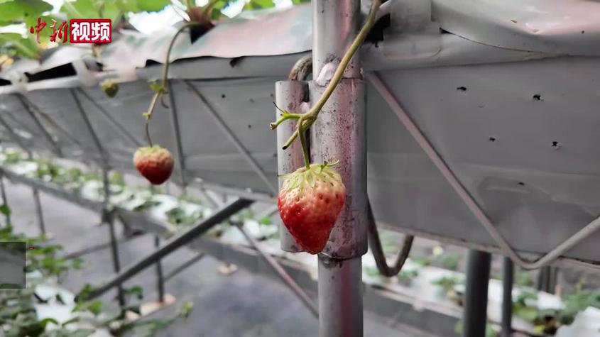工業余熱“反哺”現代農業 這里的草莓正當紅