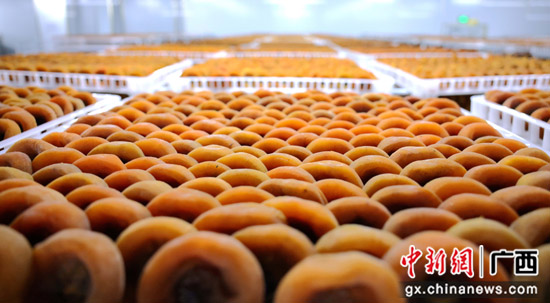 广西平乐柿饼2023年标准化加工推介会签订购销订单4.8亿元