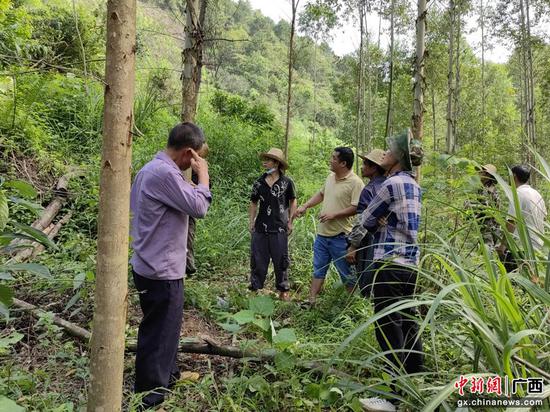 图为村级林长开展林木病虫害防治。巴马县委宣传部供图