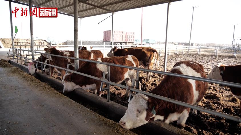 沙雅縣：技術升級 肉牛產業“畜”勢勃發