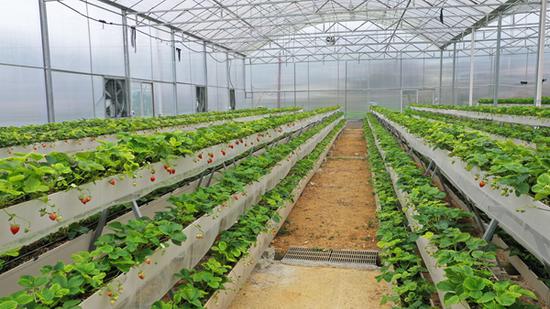 仁怀市高大坪镇草莓。余甚君 摄