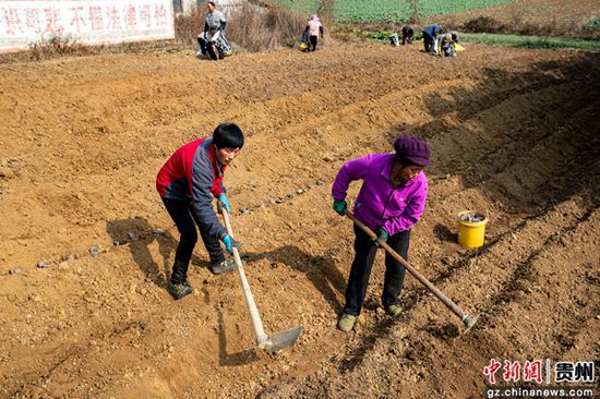 12月27日，贵州省黔西市洪水镇官庄村农民在种植马铃薯。