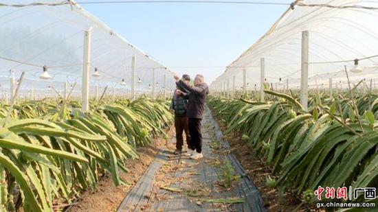 马岭镇马岭社区的火龙果种植基地内，农技专家正在进行技术指导  唐铭敏 摄