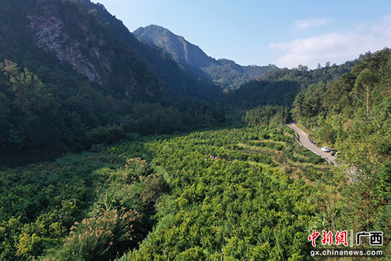 ​广西平南县2.5万亩沃柑陆续采收上市