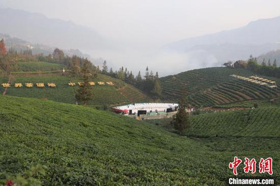 “贵州绿茶”2024年第一采活动现场。江禾 摄