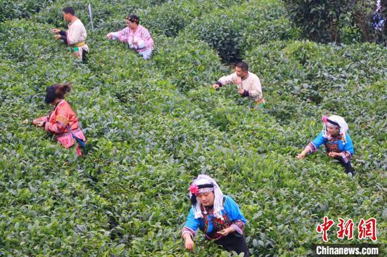 1月1日，茶农在“贵州绿茶”2024年第一采活动现场采茶。江禾 摄