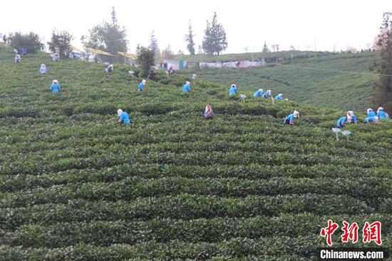 2024年“贵州绿茶”第一采活动在普安举行